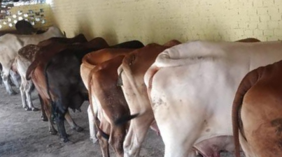 Pure Desi Ghee by PGS Milk